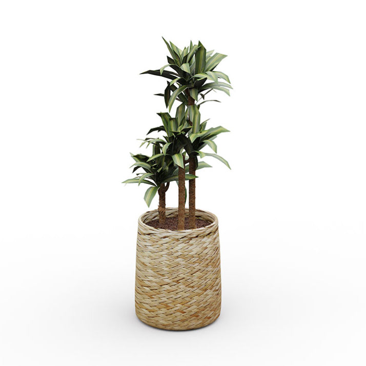 Potted Dracaena decorative plant from EOL, a low-maintenance, air-purifying houseplant featuring lush green foliage, perfect for office or home settings.