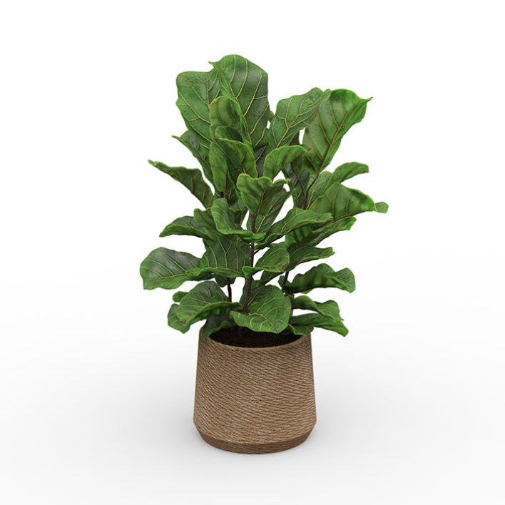 Tall, potted Fiddle Leaf Fig Tree (Ficus Lyrata) from EOL, featuring large, deep green, violin-shaped leaves, ideal for modern home decor.